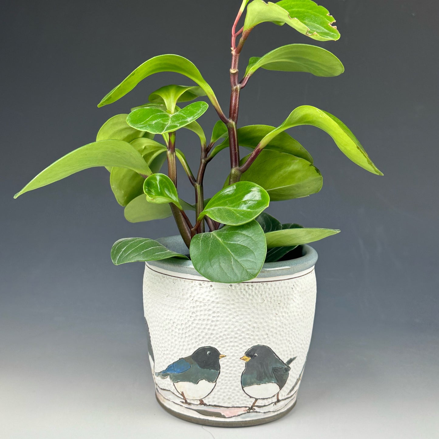 Planter - Dark-eyes Juncos