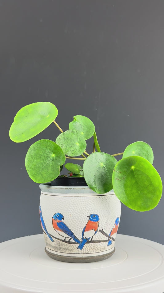 Planter - Eastern Bluebirds in snow