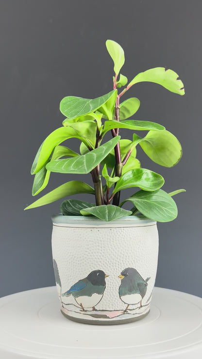 Planter - Dark-eyes Juncos